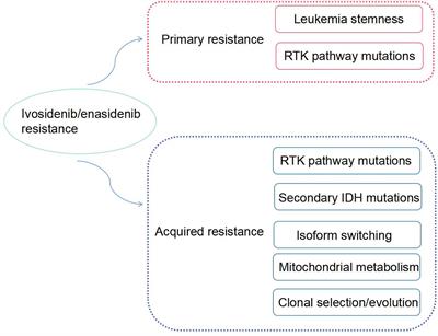 The Molecular Mechanisms of Resistance to IDH Inhibitors in Acute Myeloid Leukemia